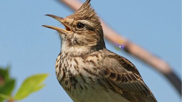 Як ми врятували жайворонят Сухомлинський Сказки на ночь Казки на ніч смотреть онлайн