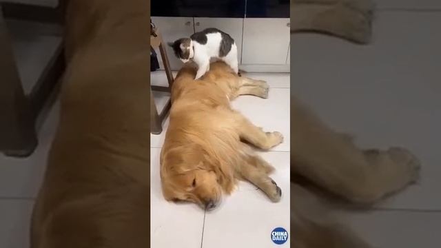 😍✌️Собаки и кошки смотреть онлайн