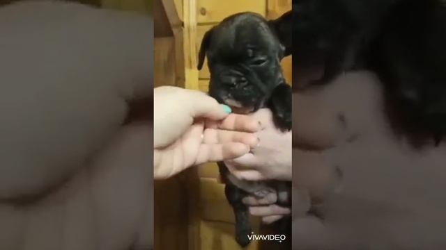 Самые красивые и воспитанные щенки французского бульдога смотреть онлайн