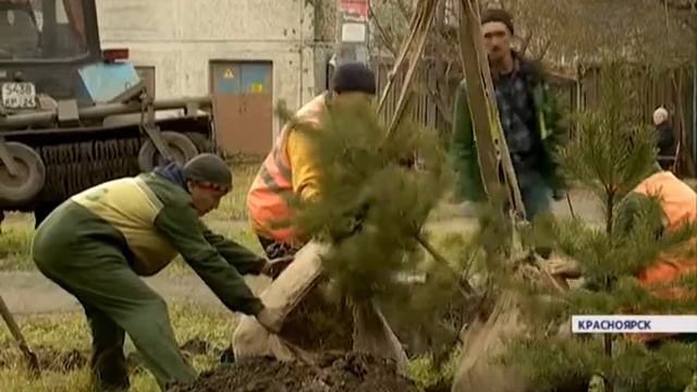 16 тысяч деревьев и кустарников высадят в Красноярске до конца осени смотреть онлайн