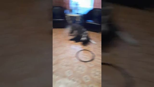 Заведи собаку говорили они , это весело говорили они смотреть онлайн