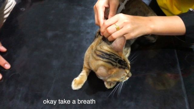 EPS 9 | Maru Is Not Affraid Getting Injections 😱💉🏥 смотреть онлайн