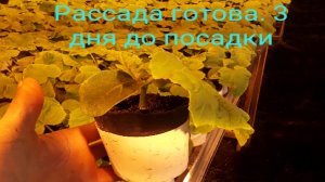 Рассада готова к посадки #землядел
