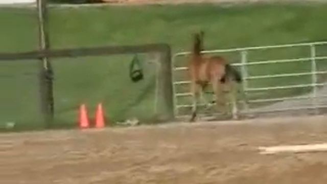 German Warmblood Silver Premium Filly For Sale