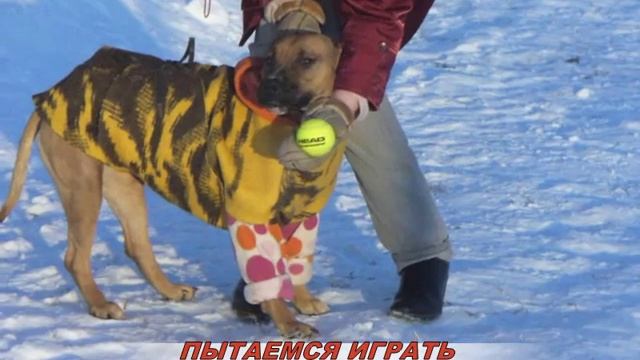 Амстаффкоманда представляет:СТАФФИЛЭНД смотреть онлайн