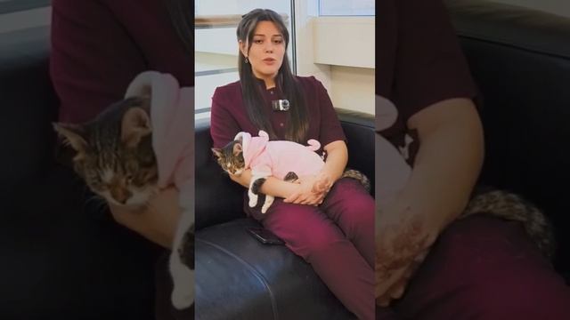 Можно ли кошке молоко_ #cat смотреть онлайн