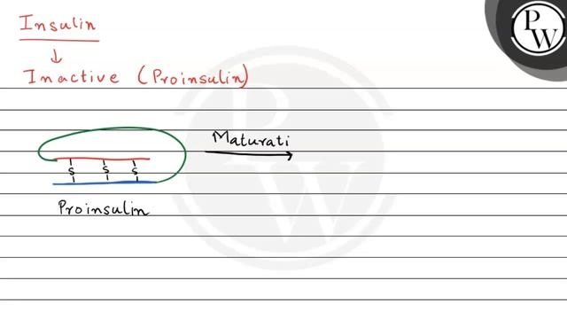 The C-peptide is
(1) not present in proinsulin
W
(2) present in mat... смотреть онлайн