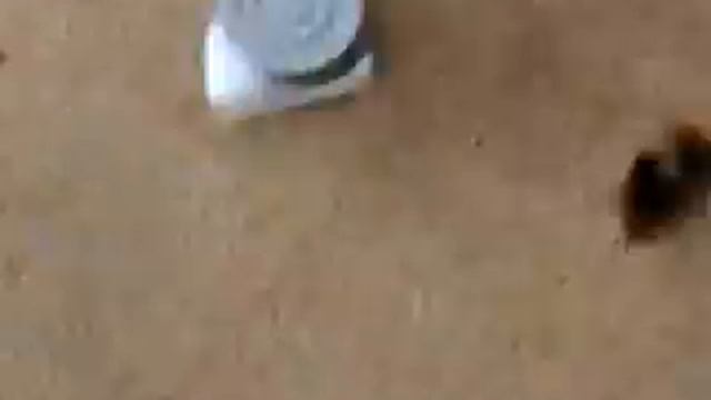 Что будет если поджечь звездку для сигнала охотника? ()_() смотреть онлайн