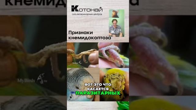 Опасности трихомонад и вирусов у попугаев смотреть онлайн