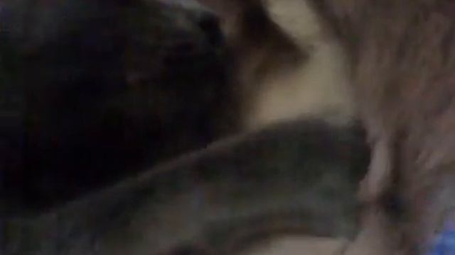 коты жгут)=))) (делают массаж) смотреть онлайн