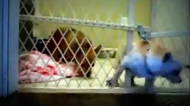 побег собаки смотреть онлайн