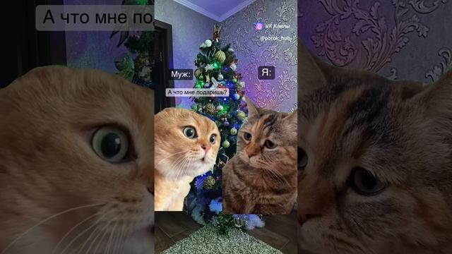 vkclips_20241230071447 смотреть онлайн