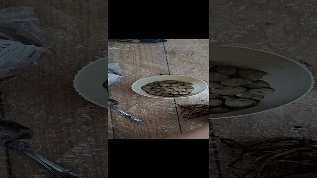 Пересадка комнатного цветка замиокулькаса чёрный равен.#комнатныецветы#цветы#пересадка#замиокулькас