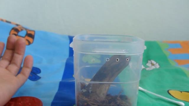 Avicularia versicolor смотреть онлайн