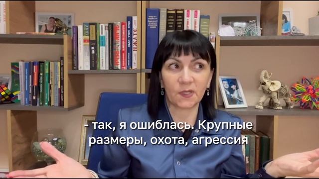 Принцип Самки пятнистой гиены. Подкаст 5 смотреть онлайн
