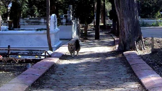Мужчина не сдержал слезы, когда узнал куда каждый день убегает его собака!😭 смотреть онлайн