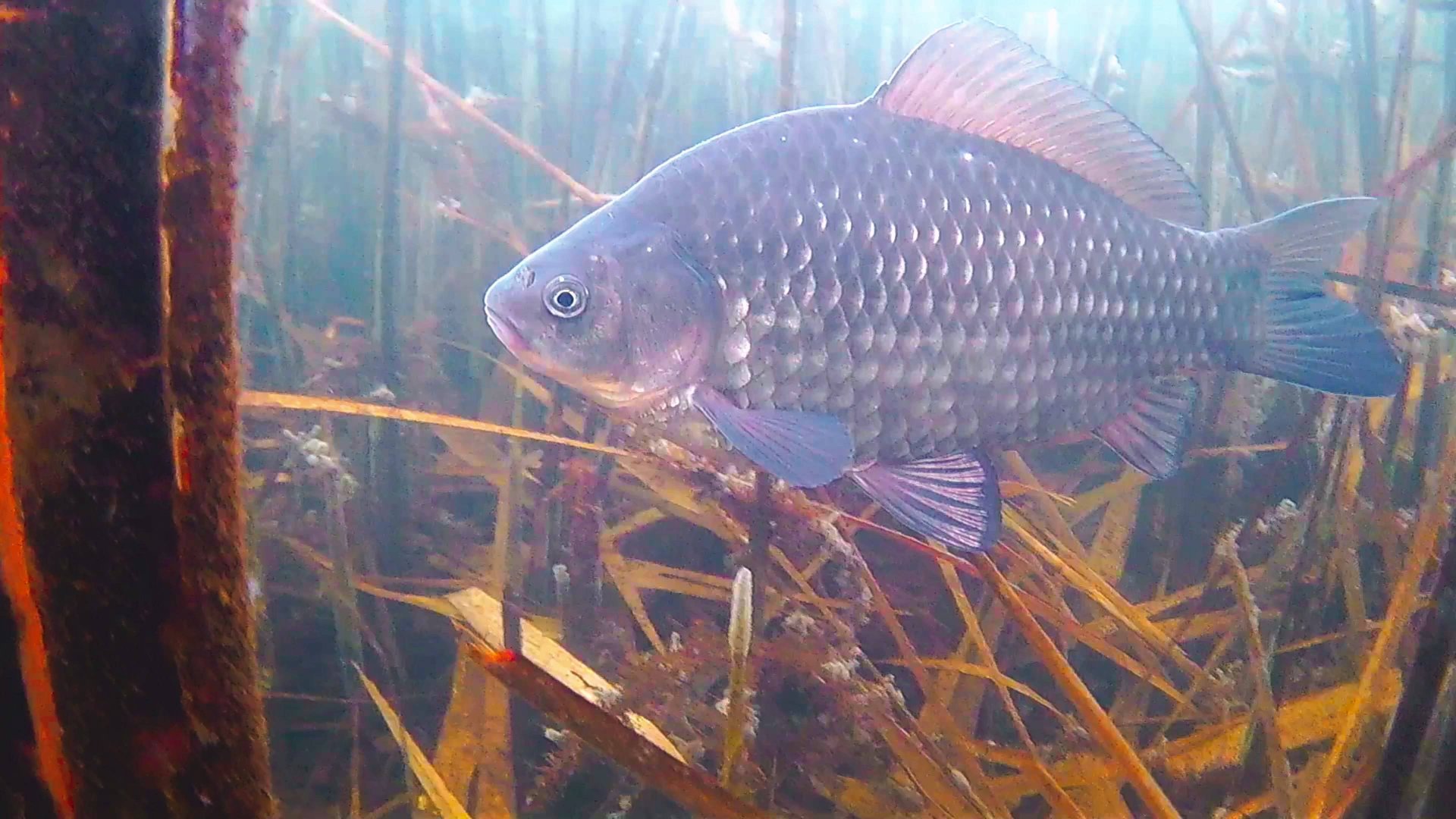 Подводные съёмки подо льдом. Карась зимой. Камера Focusfish