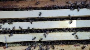 #бакфаст_ Советы опытных пчеловодов_ Михаил Гращенко_  Почему я выбрал пчелу бакфаст