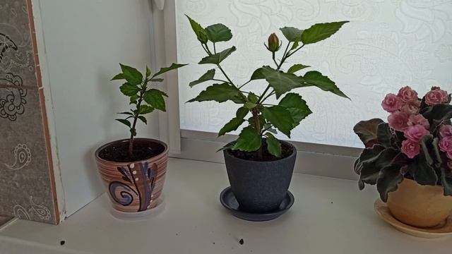 Цветок гибискуса распустился