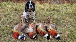 РУССКИЙ ОХОТНИЧИЙ СПАНИЕЛЬ и ХИТРЫЕ ФАЗАНЫ в Приморском Крае. Охота на фазана с собакой.