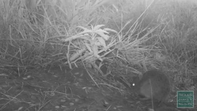 Texas Kangaroo Rats, Hop For the Future смотреть онлайн