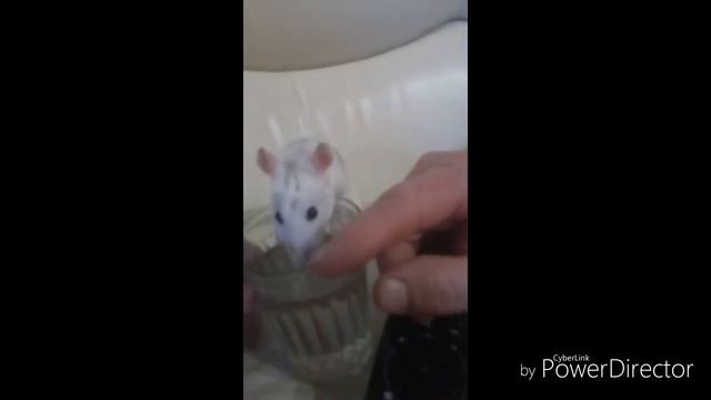 Яша пьёт водичку😀😀 😀 смотреть онлайн