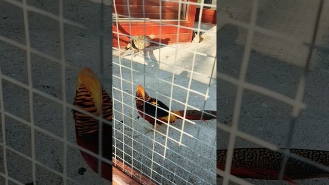 Сочи-АдлерОрнитологический парк #Сочи #Адлер #КраснодарскийКрай #орнитология #Shorts смотреть онлайн