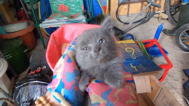 #cats #котята #доброта 6 котят подбросили к крыльцу дачи и что мы сними сделали