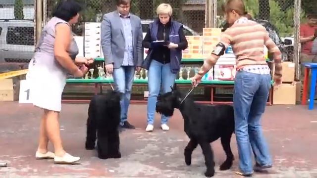 Региональная выставка собак всех пород ранга САС-КЧФ 8 июля 2017 Липецк эксперт Белкин А