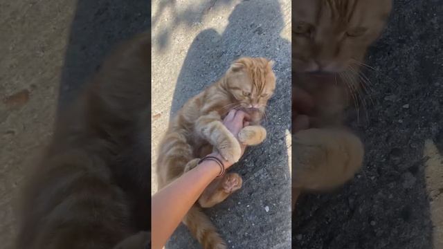 Я буду руки твои целовать! смотреть онлайн