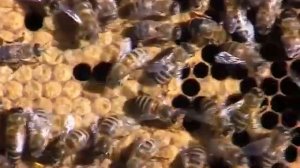 Уход за пчелами на кочевой пасеке 2007. Устюжанин Андрей.