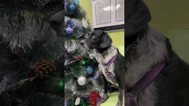 Новогоднее настроение 💚 смотреть онлайн