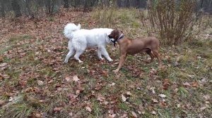 пиренейская горная собака и риджбек