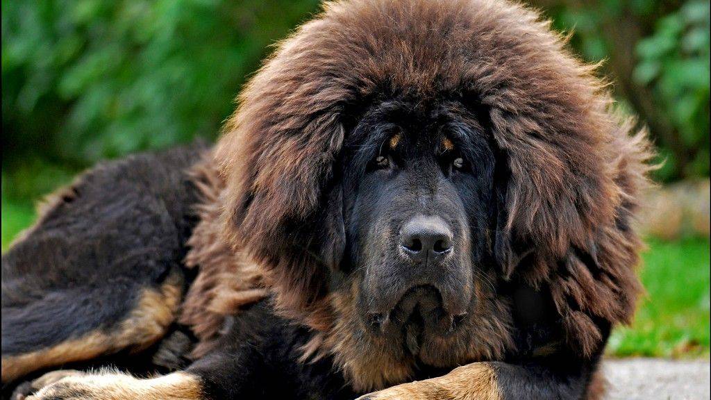 Счастье мастифа. смотреть онлайн