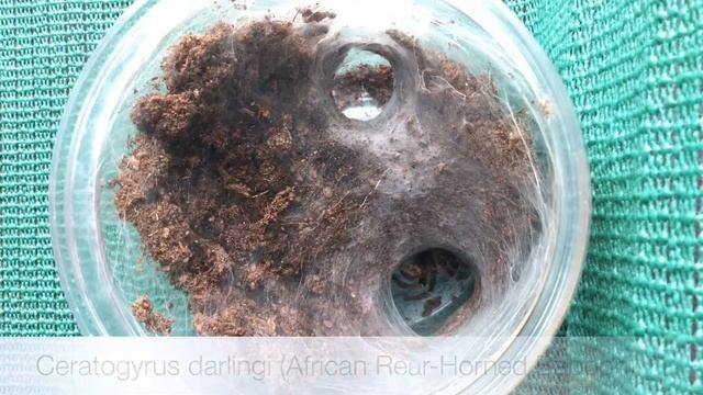 Tarantula & Scorpion Feeding смотреть онлайн
