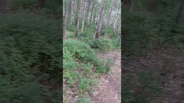 Прогулка утром по сосновому бору смотреть онлайн