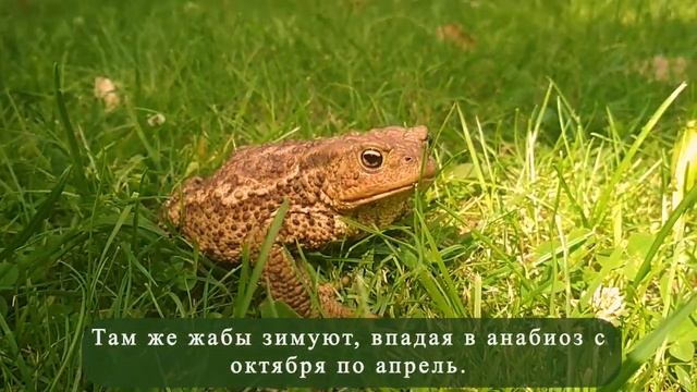 toaddy смотреть онлайн