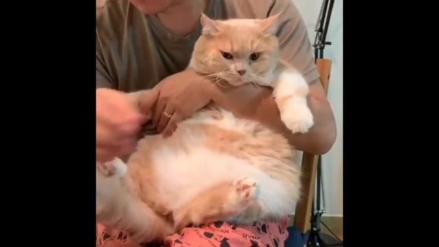 Взяло кота поперек живота смотреть онлайн