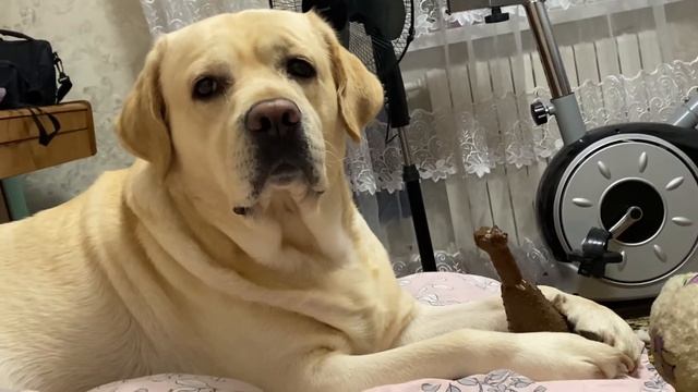 Смотрим телевизор,грызём косточку🐶😎Обычный вечер смотреть онлайн
