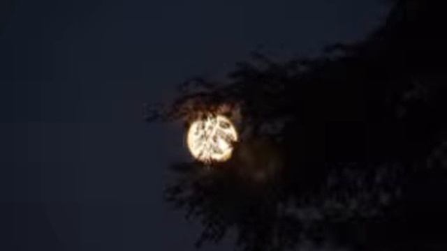 Памяти В. С. Высоцкого. Анатолий Ласкавый смотреть онлайн