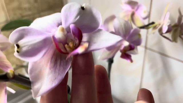 Орхидейный влог 🦋🦋🦋 #орхідеї #орхидеибабочки #orchid #peloric #plants #hoyaplant