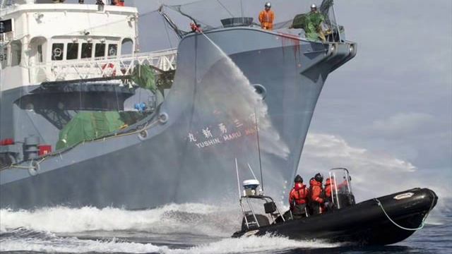 SEA SHEPHERD TRIBUTE смотреть онлайн