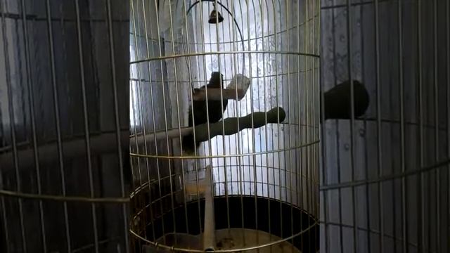 Попугай Шурик смотреть онлайн