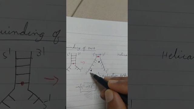 DNA REPLICATION PROCESS