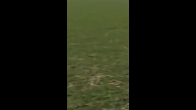 Охота с борзыми на зайца . 18+ смотреть онлайн