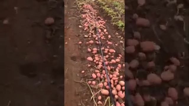 Семенной картофель смотреть онлайн