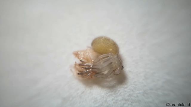 [Shining Star] [3] Full Poecilotheria formosa Sling Molting Process - Tarantula ID смотреть онлайн