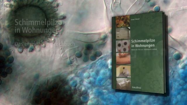 Schimmelpilze In Wohnungen