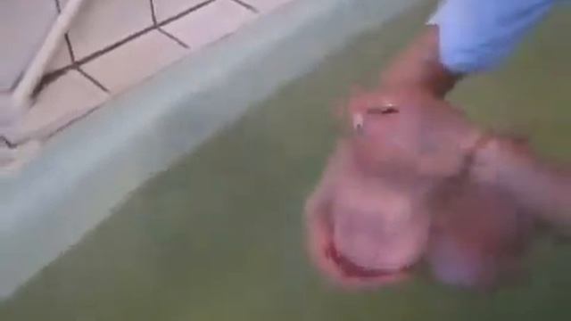 Обучающий урок плавания для малыша смотреть онлайн