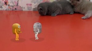 ЖИВАЯ КАПСУЛА мультик для детей. Милое и смешное ВИДЕО ДЛЯ ДЕТЕЙ про котят и живые капсулы.